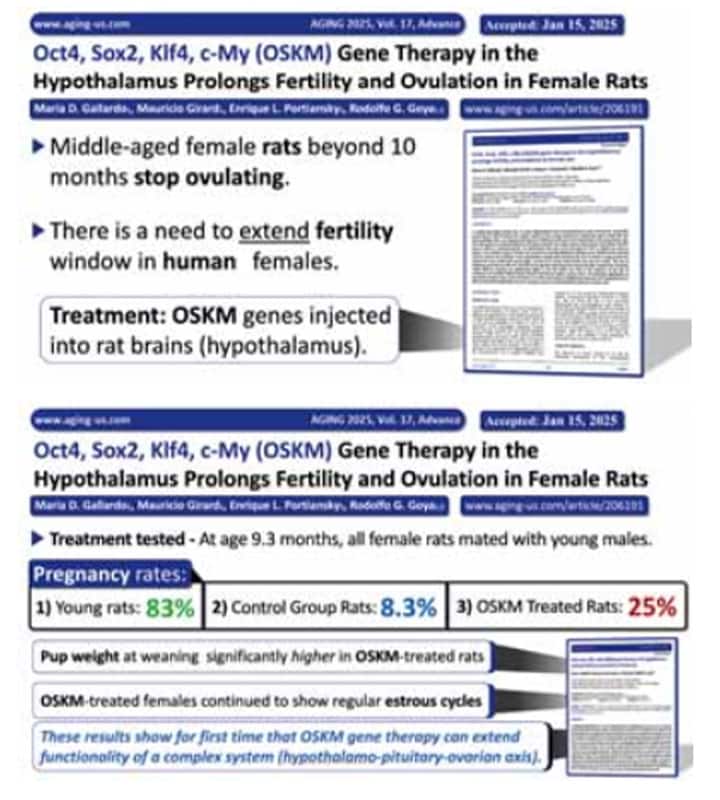 Gene therapy in the Hypothalamus prolongs dertility and ovulation in female rats