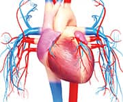 Cardiovascular disease is the leading cause of death worldwide.