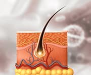 Combining these three plant 
extracts may help reduce 
hair loss and support hair 
growth.