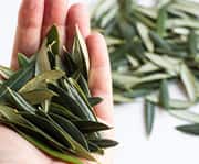 Laboratory and animal studies suggest several potential mechanisms through which olive leaf extract may support cardiovascular health.