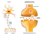With aging, levels of brain-derived neurotrophic factor (BDNF) also fall.