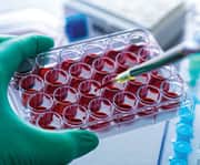 Nobel Prize winners Shimon Sakaguchi, Mary E. Brunkow, and Fred Ramsdell discovered that a special class of T cells graduates from thymic training with a unique mission.