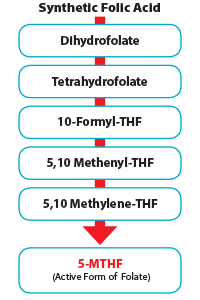 Folate Supplementation