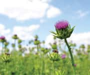 Milk Thistle Flower