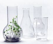 plants growing in a beaker