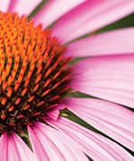Flower of the echinacea plant that were used in folk medicine