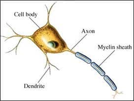 Understanding Multiple Sclerosis