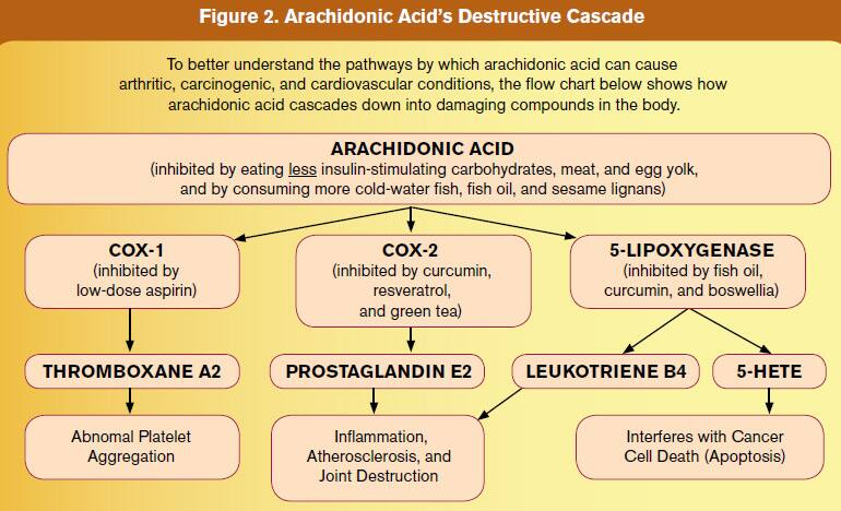 Arachidonic Acid's Destructive Cascade